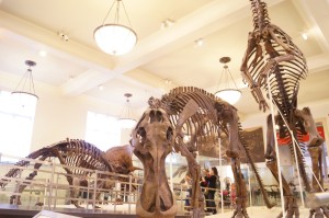 【American Museum of Natural History】　マンハッタンの自然史博物館
