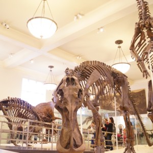 【American Museum of Natural History】　マンハッタンの自然史博物館