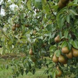 【Bishop’s Orchards】 コネチカットの多品種フルーツ狩り