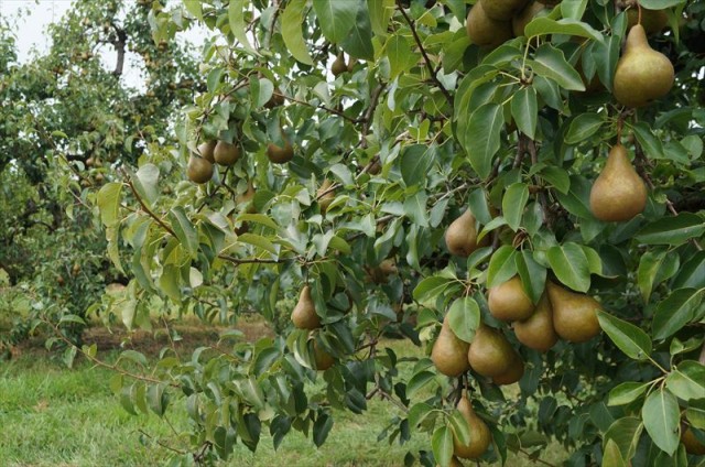 【Bishop’s Orchards】 コネチカットの多品種フルーツ狩り